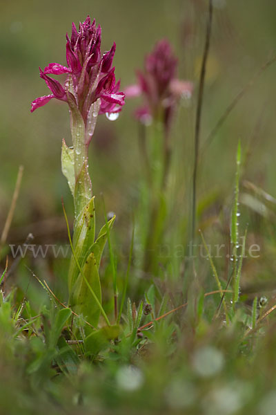 Martrinis Knabenkraut x Großblütiges Knabenkraut (Orchis coriophora martrinii x Orchis papilionacea grandiflora)