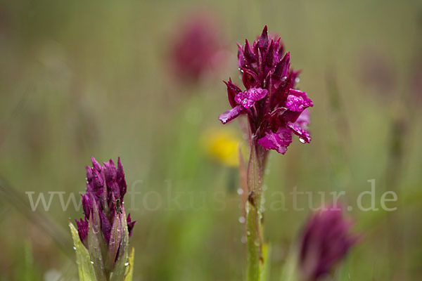 Martrinis Knabenkraut x Großblütiges Knabenkraut (Orchis coriophora martrinii x Orchis papilionacea grandiflora)