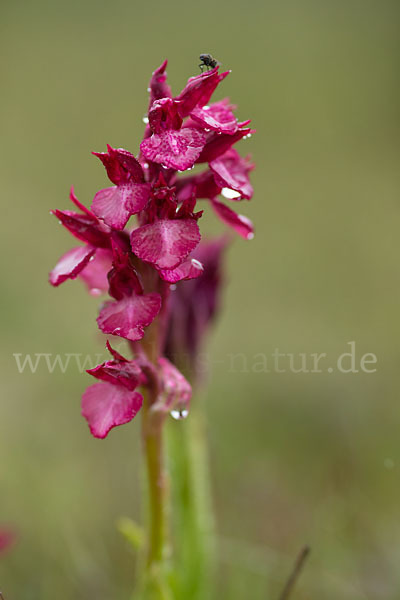 Martrinis Knabenkraut x Großblütiges Knabenkraut (Orchis coriophora martrinii x Orchis papilionacea grandiflora)