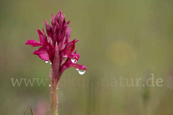 Martrinis Knabenkraut x Großblütiges Knabenkraut (Orchis coriophora martrinii x Orchis papilionacea grandiflora)