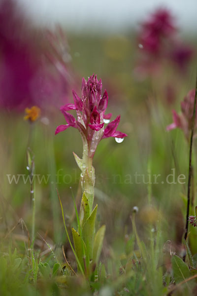 Martrinis Knabenkraut x Großblütiges Knabenkraut (Orchis coriophora martrinii x Orchis papilionacea grandiflora)