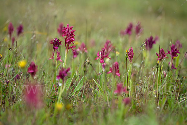 Martrinis Knabenkraut x Großblütiges Knabenkraut (Orchis coriophora martrinii x Orchis papilionacea grandiflora)