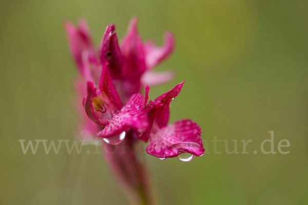 Martrinis Knabenkraut x Großblütiges Knabenkraut (Orchis coriophora martrinii x Orchis papilionacea grandiflora)