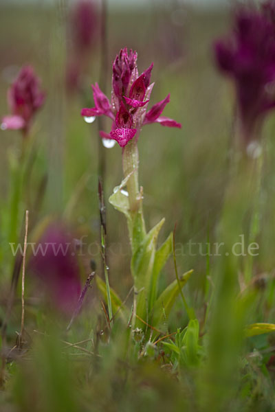 Martrinis Knabenkraut x Großblütiges Knabenkraut (Orchis coriophora martrinii x Orchis papilionacea grandiflora)