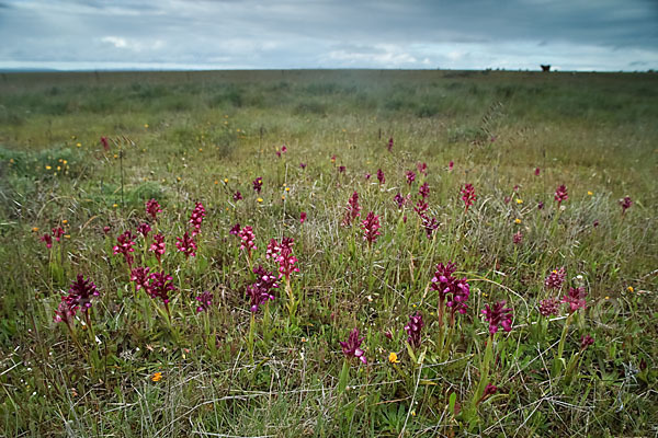 Martrinis Knabenkraut x Großblütiges Knabenkraut (Orchis coriophora martrinii x Orchis papilionacea grandiflora)