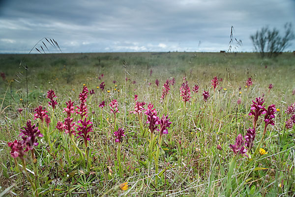 Martrinis Knabenkraut x Großblütiges Knabenkraut (Orchis coriophora martrinii x Orchis papilionacea grandiflora)