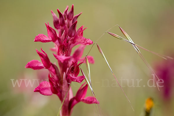 Martrinis Knabenkraut x Großblütiges Knabenkraut (Orchis coriophora martrinii x Orchis papilionacea grandiflora)