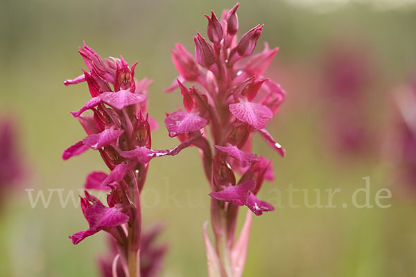 Martrinis Knabenkraut x Großblütiges Knabenkraut (Orchis coriophora martrinii x Orchis papilionacea grandiflora)