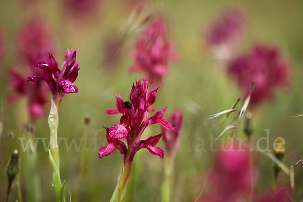 Martrinis Knabenkraut x Großblütiges Knabenkraut (Orchis coriophora martrinii x Orchis papilionacea grandiflora)