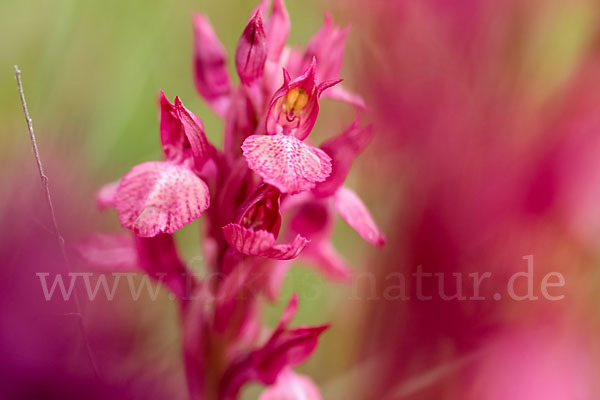 Martrinis Knabenkraut x Großblütiges Knabenkraut (Orchis coriophora martrinii x Orchis papilionacea grandiflora)