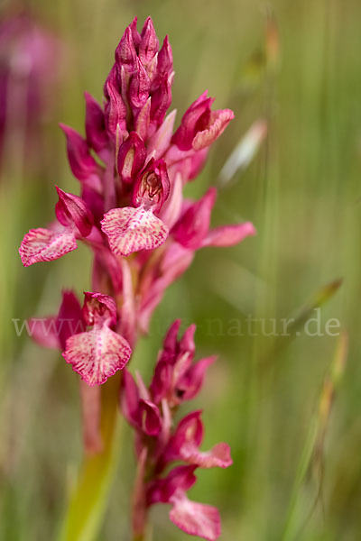 Martrinis Knabenkraut x Großblütiges Knabenkraut (Orchis coriophora martrinii x Orchis papilionacea grandiflora)