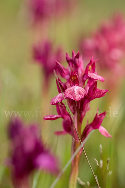 Martrinis Knabenkraut x Großblütiges Knabenkraut (Orchis coriophora martrinii x Orchis papilionacea grandiflora)