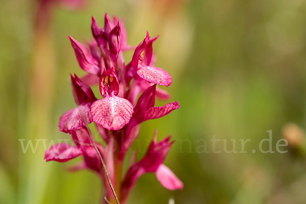 Martrinis Knabenkraut x Großblütiges Knabenkraut (Orchis coriophora martrinii x Orchis papilionacea grandiflora)