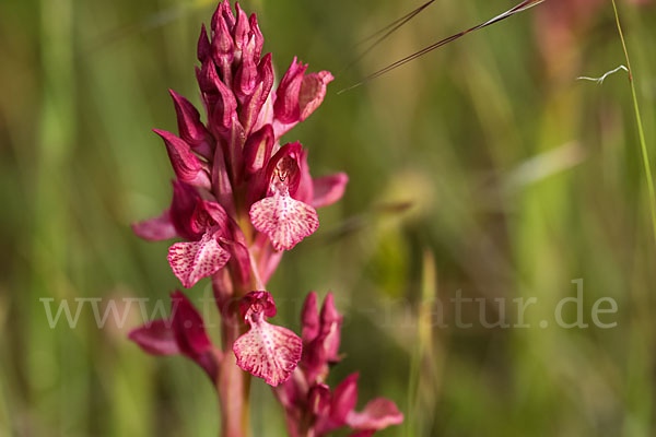 Martrinis Knabenkraut x Großblütiges Knabenkraut (Orchis coriophora martrinii x Orchis papilionacea grandiflora)