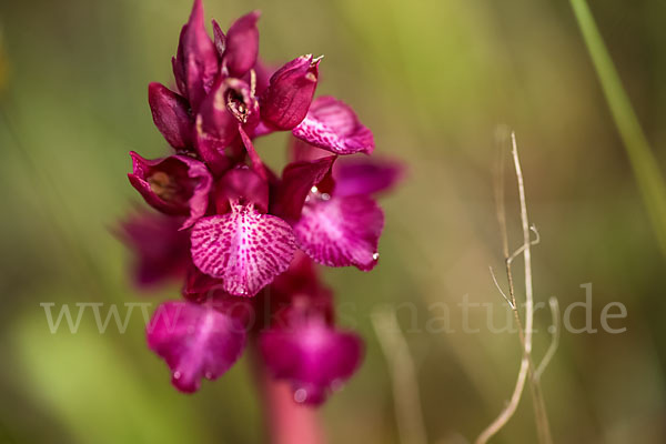 Martrinis Knabenkraut x Großblütiges Knabenkraut (Orchis coriophora martrinii x Orchis papilionacea grandiflora)