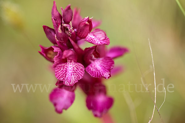 Martrinis Knabenkraut x Großblütiges Knabenkraut (Orchis coriophora martrinii x Orchis papilionacea grandiflora)