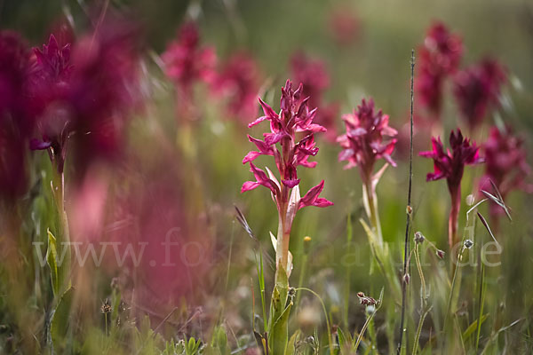 Martrinis Knabenkraut x Großblütiges Knabenkraut (Orchis coriophora martrinii x Orchis papilionacea grandiflora)