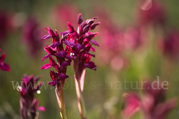 Martrinis Knabenkraut x Großblütiges Knabenkraut (Orchis coriophora martrinii x Orchis papilionacea grandiflora)