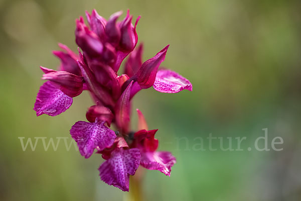 Martrinis Knabenkraut x Großblütiges Knabenkraut (Orchis coriophora martrinii x Orchis papilionacea grandiflora)