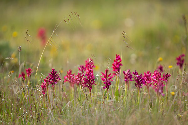 Martrinis Knabenkraut x Großblütiges Knabenkraut (Orchis coriophora martrinii x Orchis papilionacea grandiflora)