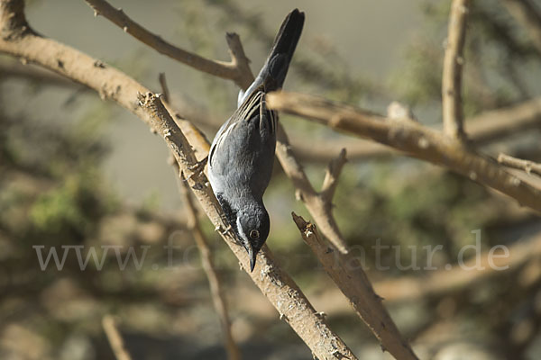 Maskengrasmücke (Curruca ruppeli)