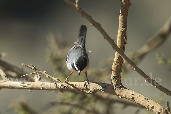 Maskengrasmücke (Curruca ruppeli)