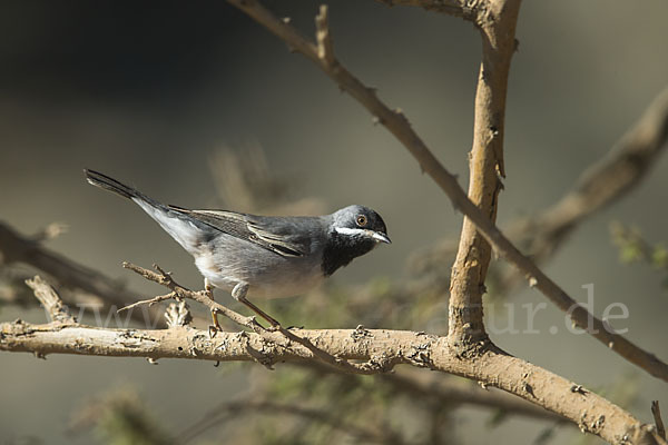 Maskengrasmücke (Curruca ruppeli)