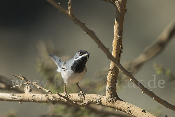 Maskengrasmücke (Curruca ruppeli)