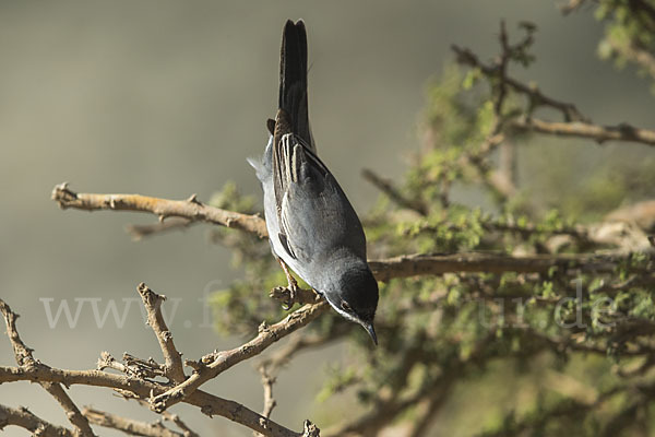 Maskengrasmücke (Curruca ruppeli)