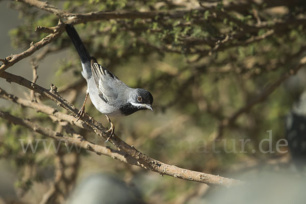 Maskengrasmücke (Curruca ruppeli)