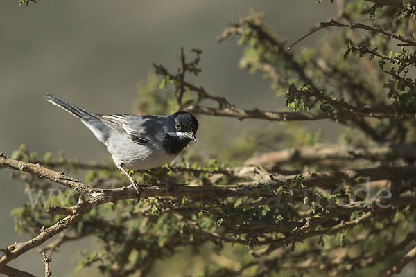 Maskengrasmücke (Curruca ruppeli)