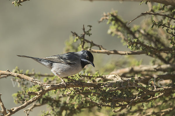 Maskengrasmücke (Curruca ruppeli)