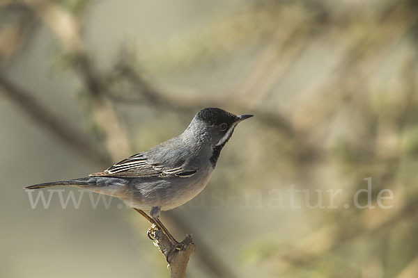 Maskengrasmücke (Curruca ruppeli)