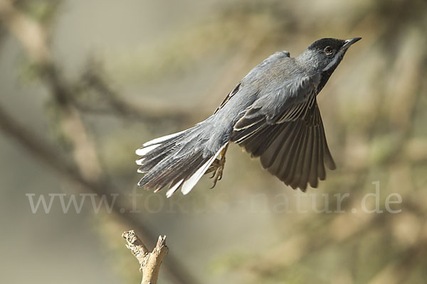 Maskengrasmücke (Curruca ruppeli)