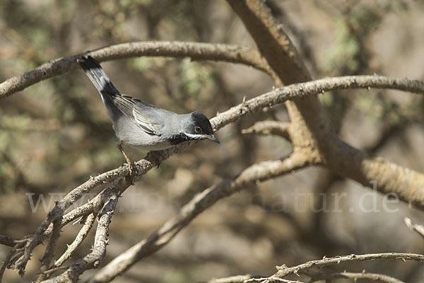 Maskengrasmücke (Curruca ruppeli)