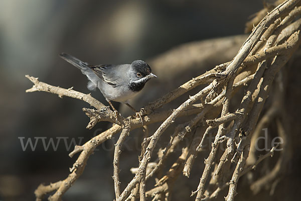 Maskengrasmücke (Curruca ruppeli)