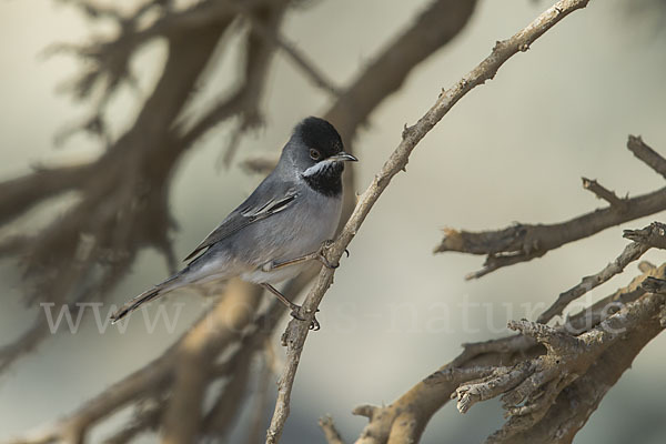 Maskengrasmücke (Curruca ruppeli)