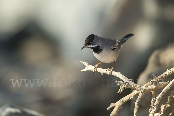 Maskengrasmücke (Curruca ruppeli)