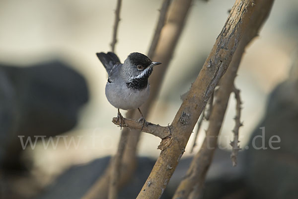 Maskengrasmücke (Curruca ruppeli)