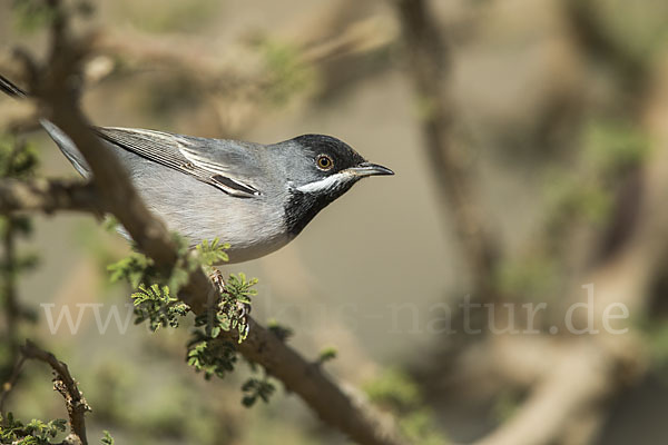 Maskengrasmücke (Curruca ruppeli)