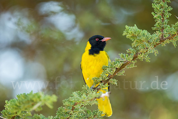 Maskenpirol (Oriolus larvatus)