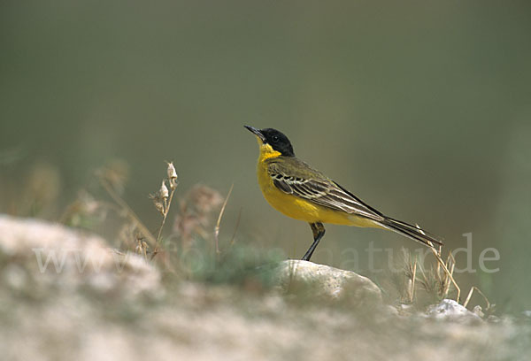 Maskenstelze (Motacilla flava feldegg)