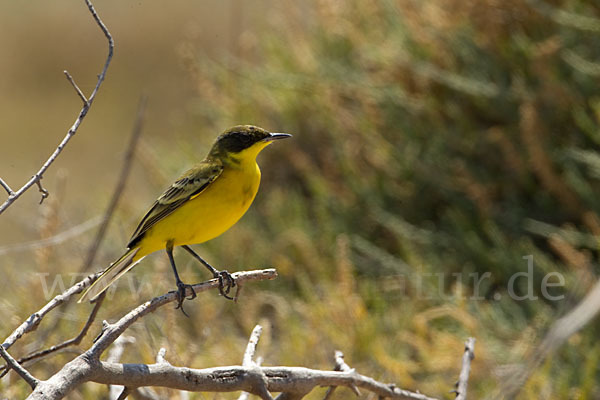 Maskenstelze (Motacilla flava feldegg)