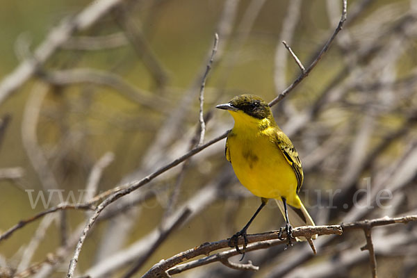 Maskenstelze (Motacilla flava feldegg)