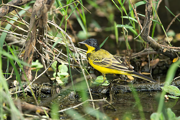 Maskenstelze (Motacilla flava feldegg)