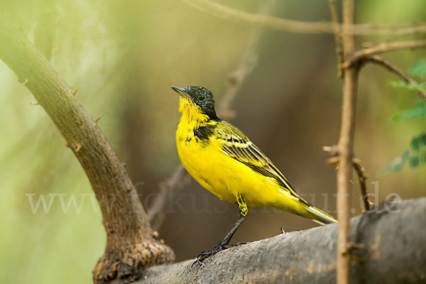 Maskenstelze (Motacilla flava feldegg)