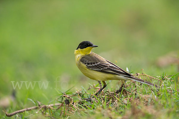 Maskenstelze (Motacilla flava feldegg)