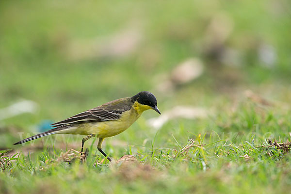 Maskenstelze (Motacilla flava feldegg)