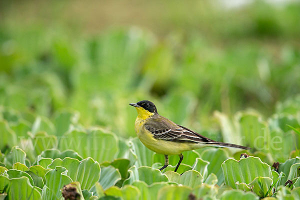 Maskenstelze (Motacilla flava feldegg)