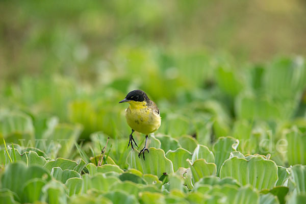 Maskenstelze (Motacilla flava feldegg)